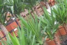 Ardeerplant-nursery-10.jpg; ?>